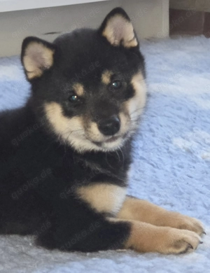 Mameshiba - Seltene Gelegenheit für Liebhaber japanischer Hunderassen!