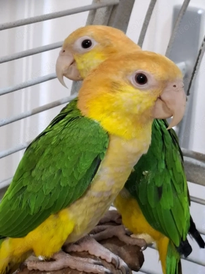 Rostkappen Papageien Paar