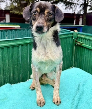 Sensibler, freundlicher Louie