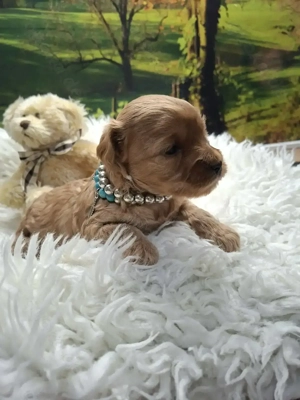 Yorkiepoo Yorkshire Pudel suchen ein schönes Zuhause 