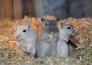 Rennmausjungtiere in verschiedenen Farben - M und W