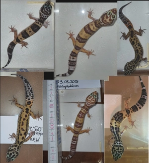 6 junge Leopardgeckos (w) aus Hobbyzucht   futterfest   in Halle Saale