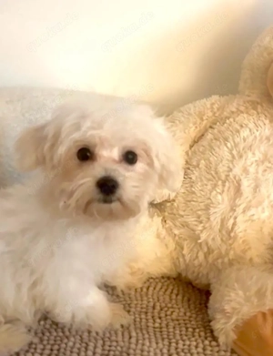 Maltipoo Bärchen  Malteser - Pudel Edelmix