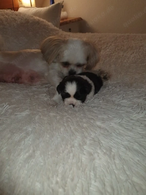 Reinrassige tricolor shih-tzu welpen 