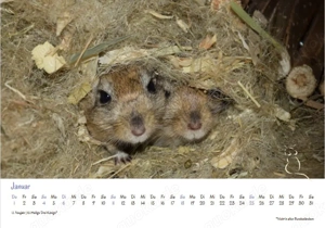 Kalender 2026 Rennmäuse - letzte Exemplare! Bild 2
