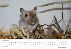 Kalender 2026 Rennmäuse - letzte Exemplare! Bild 7