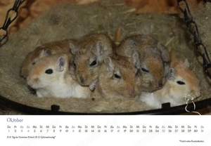 Kalender 2026 Rennmäuse - letzte Exemplare! Bild 8