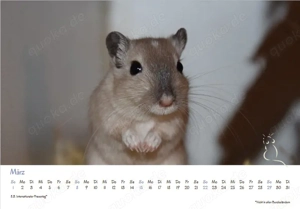 Kalender 2026 Rennmäuse - letzte Exemplare! Bild 4