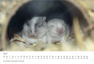 Kalender 2026 Rennmäuse - letzte Exemplare! Bild 5