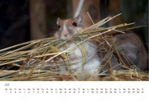 Kalender 2026 Rennmäuse - letzte Exemplare! Bild 6