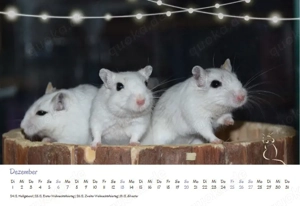 Kalender 2026 Rennmäuse - letzte Exemplare! Bild 10