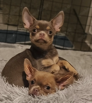Chihuahua junge 