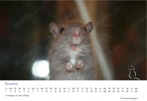Kalender 2026 Rennmäuse - letzte Exemplare! Bild 9