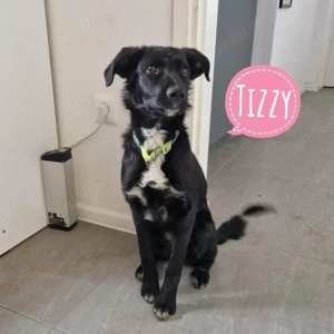 Tizzy, absolute Traumhündin, Mudi Border Collie Mix