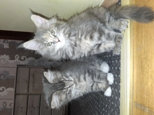 Maine Coon Geschwister