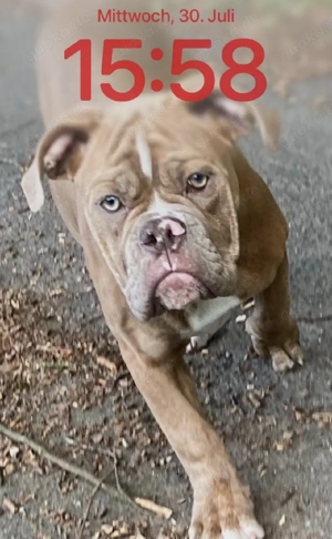 1 jährige old englisch bulldog