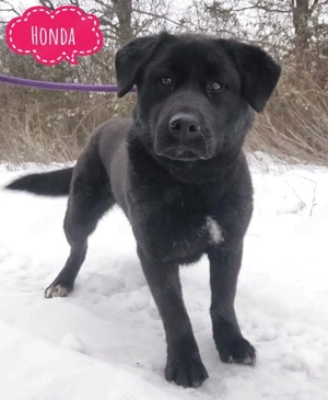 Honda, ganz besondere Mischlingshündin, Akita Labrador Mix