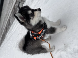 Pomsky f2 mini zu verkaufen