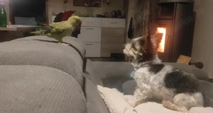 trolliger halsbandsittich, Teilzahm und sprechend 