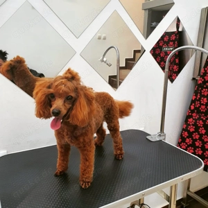 Toy-Pudel-Welpen (rot) Bild 2