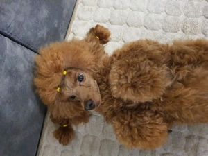 Toy-Pudel-Welpen (rot) Bild 3