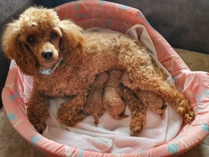 Toy-Pudel-Welpen (rot)