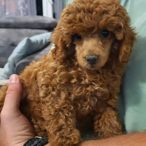 Toy-Pudel-Welpen (rot) Bild 5