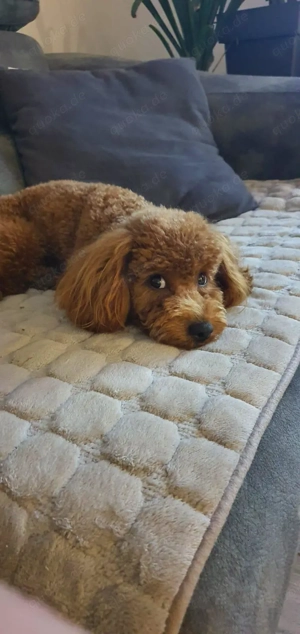 Toy-Pudel-Welpen (rot) Bild 4