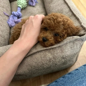 Toy-Pudel-Welpen (rot) Bild 9