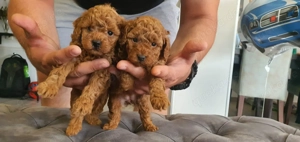 Toy-Pudel-Welpen (rot) Bild 8