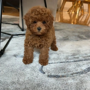 Toy-Pudel-Welpen (rot) Bild 6