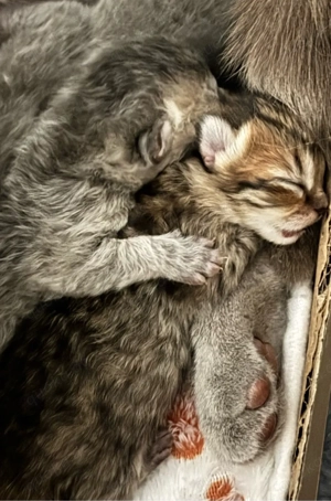 Britisch Kurzhaar Katze