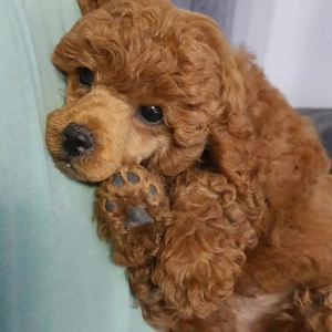 Toy-Pudel-Welpen (rot) Bild 7