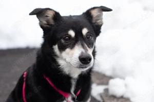 Jessymaus - 9 Jahre - Mix - Tierhilfe Franken e.V.