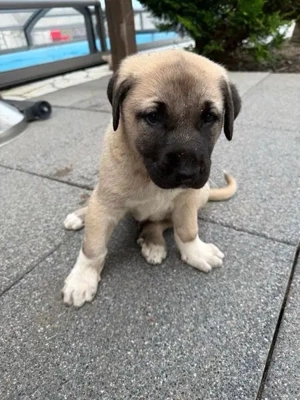 Kangal Welpen