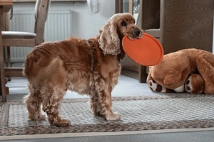 Benny Bub - 9 Jahre - Cocker Spaniel - Tierhilfe Franken e.V. Bild 5