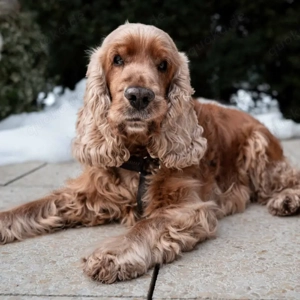 Benny Bub - 9 Jahre - Cocker Spaniel - Tierhilfe Franken e.V. Bild 3