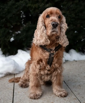Benny Bub - 9 Jahre - Cocker Spaniel - Tierhilfe Franken e.V. Bild 2