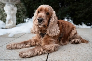 Benny Bub - 9 Jahre - Cocker Spaniel - Tierhilfe Franken e.V. Bild 6