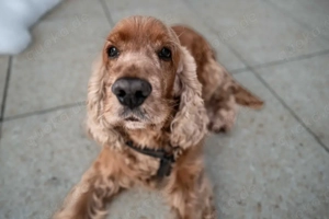 Benny Bub - 9 Jahre - Cocker Spaniel - Tierhilfe Franken e.V. Bild 10