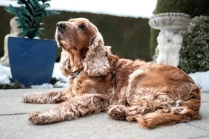 Benny Bub - 9 Jahre - Cocker Spaniel - Tierhilfe Franken e.V. Bild 7