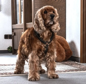 Benny Bub - 9 Jahre - Cocker Spaniel - Tierhilfe Franken e.V. Bild 8