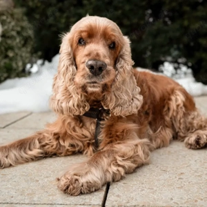 Benny Bub - 9 Jahre - Cocker Spaniel - Tierhilfe Franken e.V. Bild 4