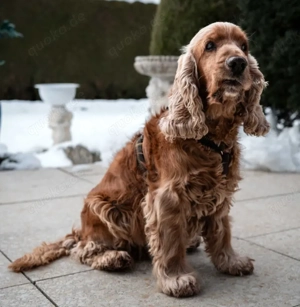 Benny Bub - 9 Jahre - Cocker Spaniel - Tierhilfe Franken e.V. Bild 9