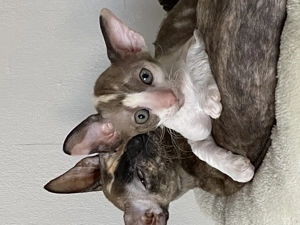 Wurfankündigung reinrassige Cornish Rex Kitten von Saxonia Eleganz 