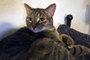 Stella - 3 Jahre - europäische Kurzhaar - Tierhilfe Franken e.V.