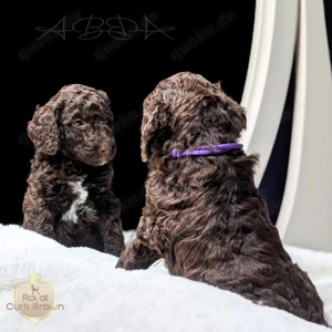 Großpudel   Königspudel   Standardpudel in braun mit Papieren