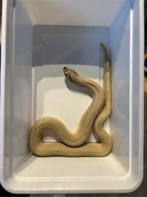 Hakennasennatter Heterodon nasicus Superconda het Toxic 1.1