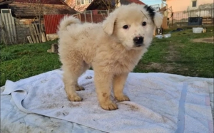 Zuhause gesucht für Wolfi