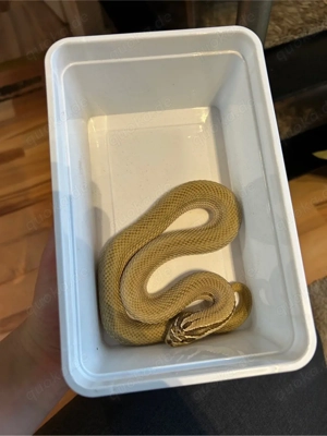 Hakennasennatter 1.1 Superconda het Toxic